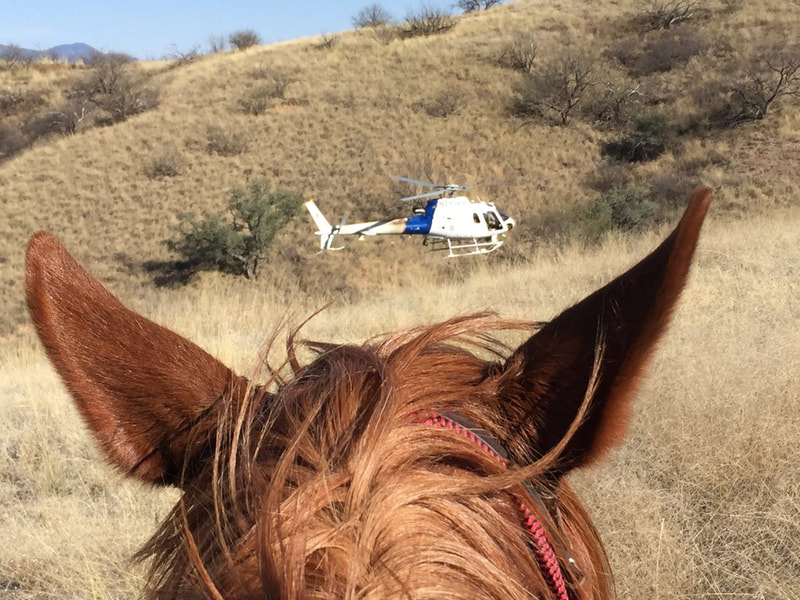Border Patrol USBP miscellaneous modern horse helicopter