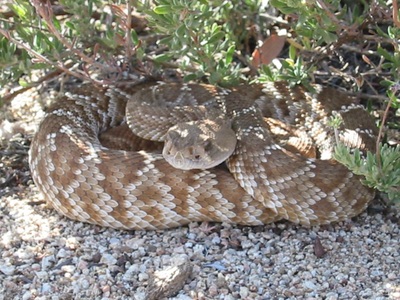 Border Patrol USBP miscellaneous modern rattle snake