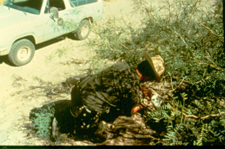 USBP Border Patrol photographs 1970-1990 an agent checking something on the ground in the desert near a sea foam green SUV