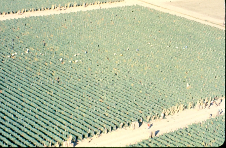 USBP Border Patrol photographs 1970-1990 a agricultural field near the international border