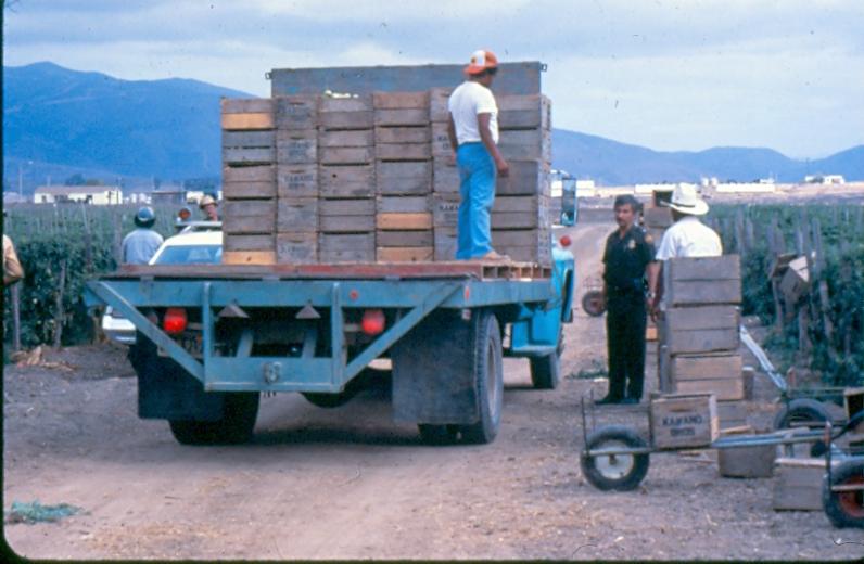 USBP Border Patrol photographs 1970-1990 an agent checking a truck in an agricultural area