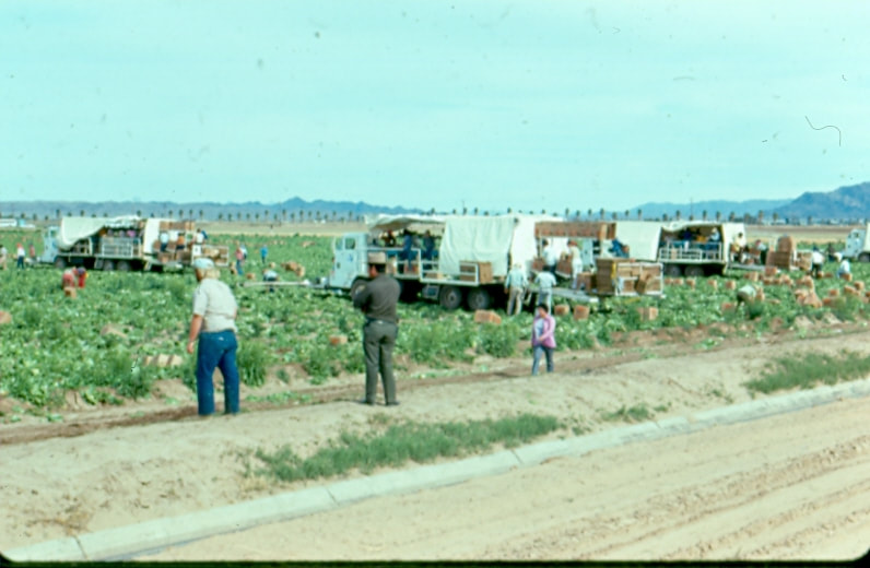 USBP Border Patrol photographs 1970-1990 agent check agricultural workers