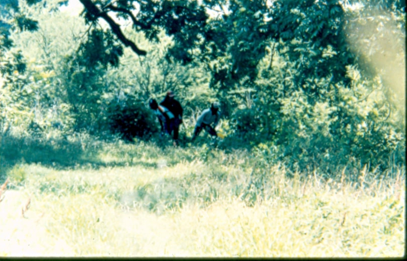 USBP Border Patrol photographs 1970-1990 aliens hiding in the trees