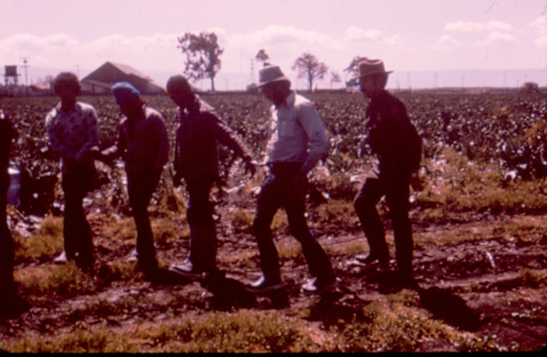 USBP Border Patrol photographs 1970-1990 agent arresting a group in an agricultural field
