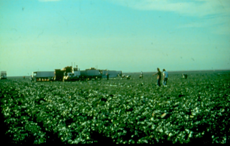 USBP Border Patrol photographs 1970-1990 agent checking an agricultural field
