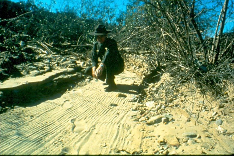 USBP Border Patrol photographs 1970-1990  agent wearing dress uniform checking for sign in the dirt